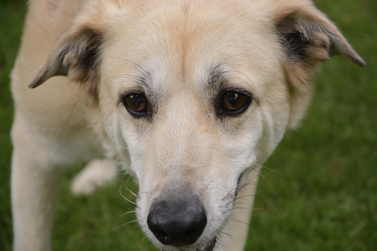 小狗的成长历程，从幼犬到成犬的蜕变