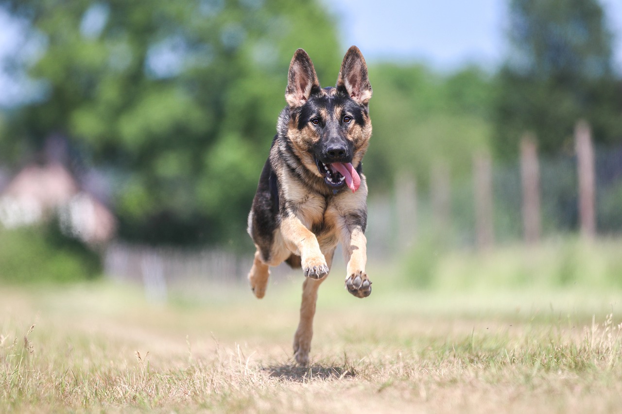 阿拉斯加犬的立耳时间与成长过程解析