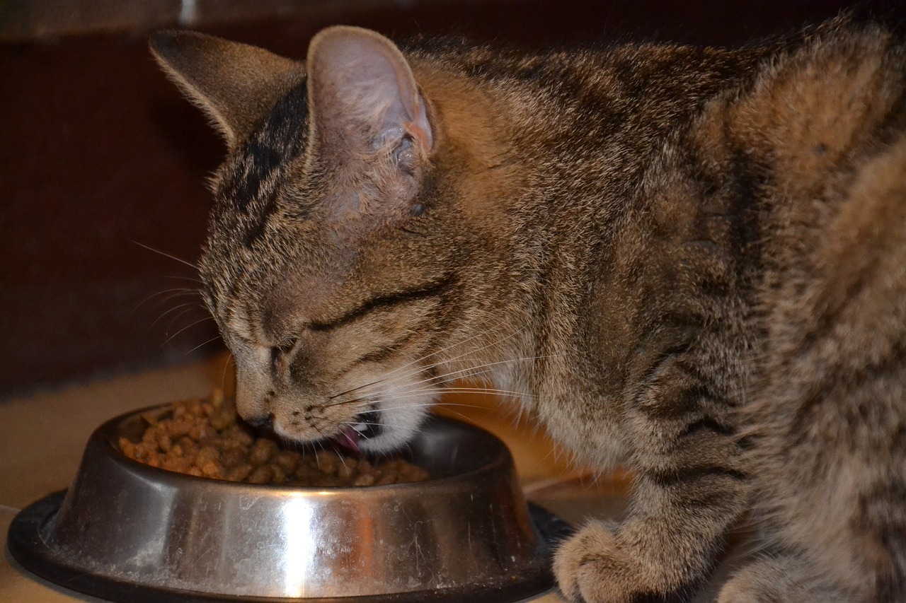 小猫一个月饮食指南，营养需求与喂养建议